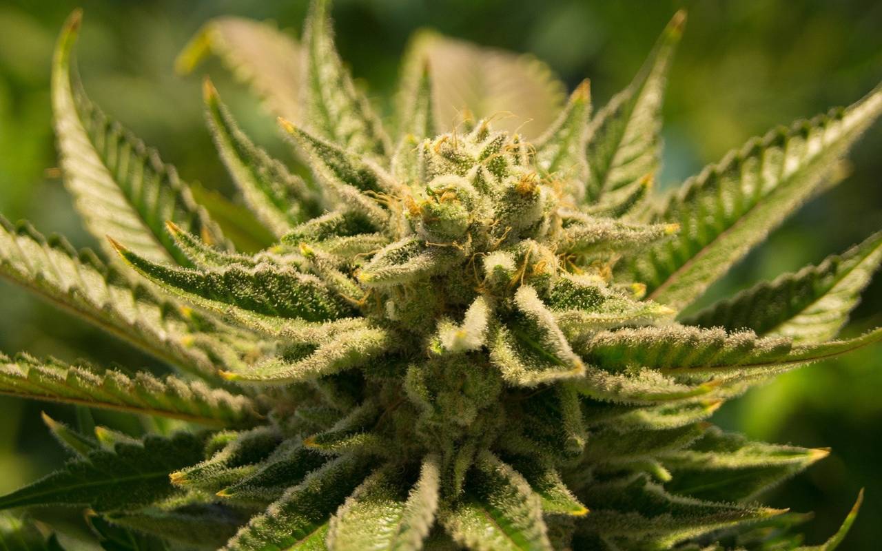 Eine Cannabis-Blüte.