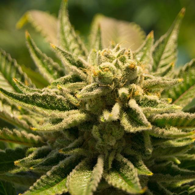 Eine Cannabis-Blüte.