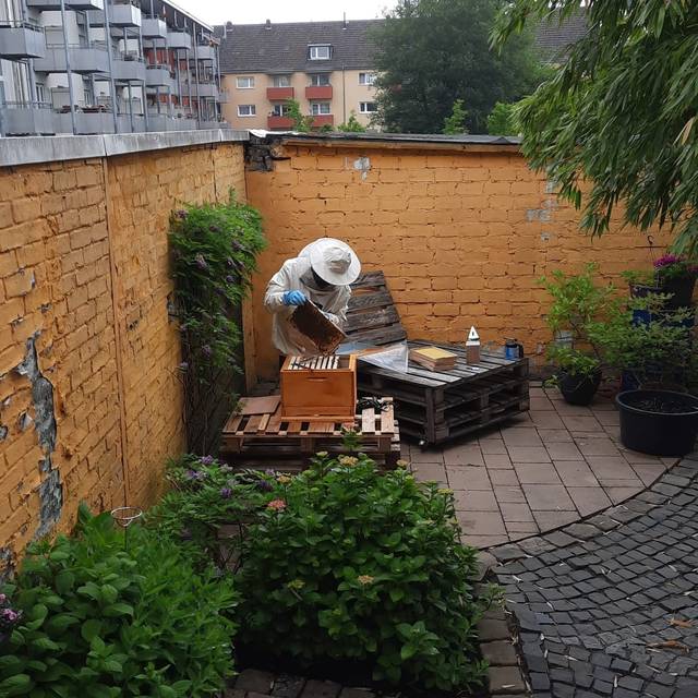 Imker Luca Usai bei seinen Bienen