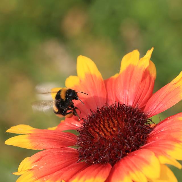 Eine Biene bestäubt eine Pflanze