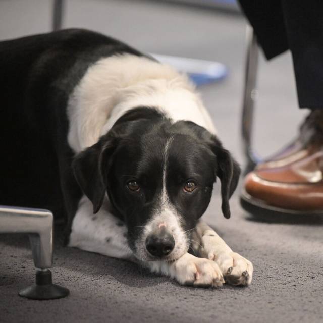 Hund Pepe liegt während einer Pressekonferenz neben den Füßen seines Besitzers. Die Ressorts der nordrhein-westfälischen Landesregierung gehen sehr unterschiedlich mit Hunden am Arbeitsplatz um.