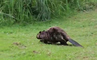 Ein Biber auf dem Weg durch den Kurpark zum Schwimmen.