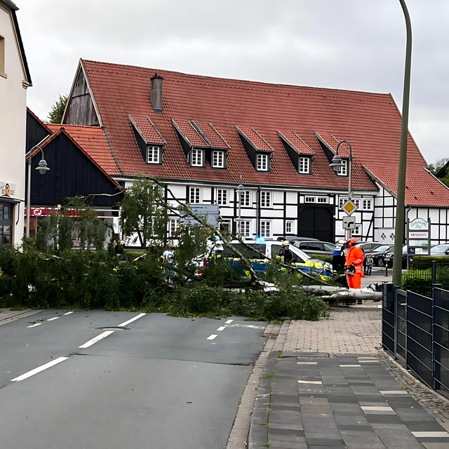 Eine Birke versperrte am Dienstagmorgen vielen Pendlern den Arbeitsweg.