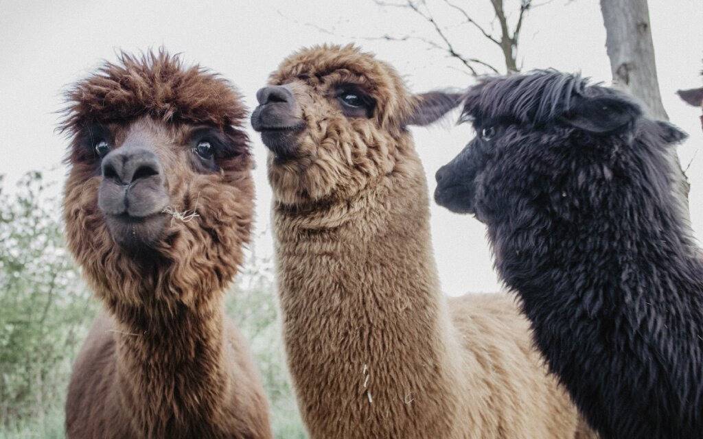 Lust auf eine Wanderung mit Alpakas und Lamas? - Radio Lippewelle Hamm