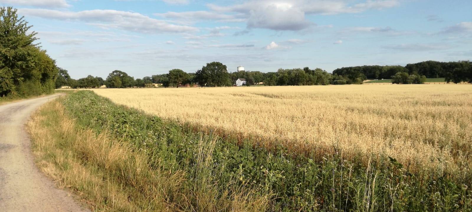 Blühwiesen an den Feldern