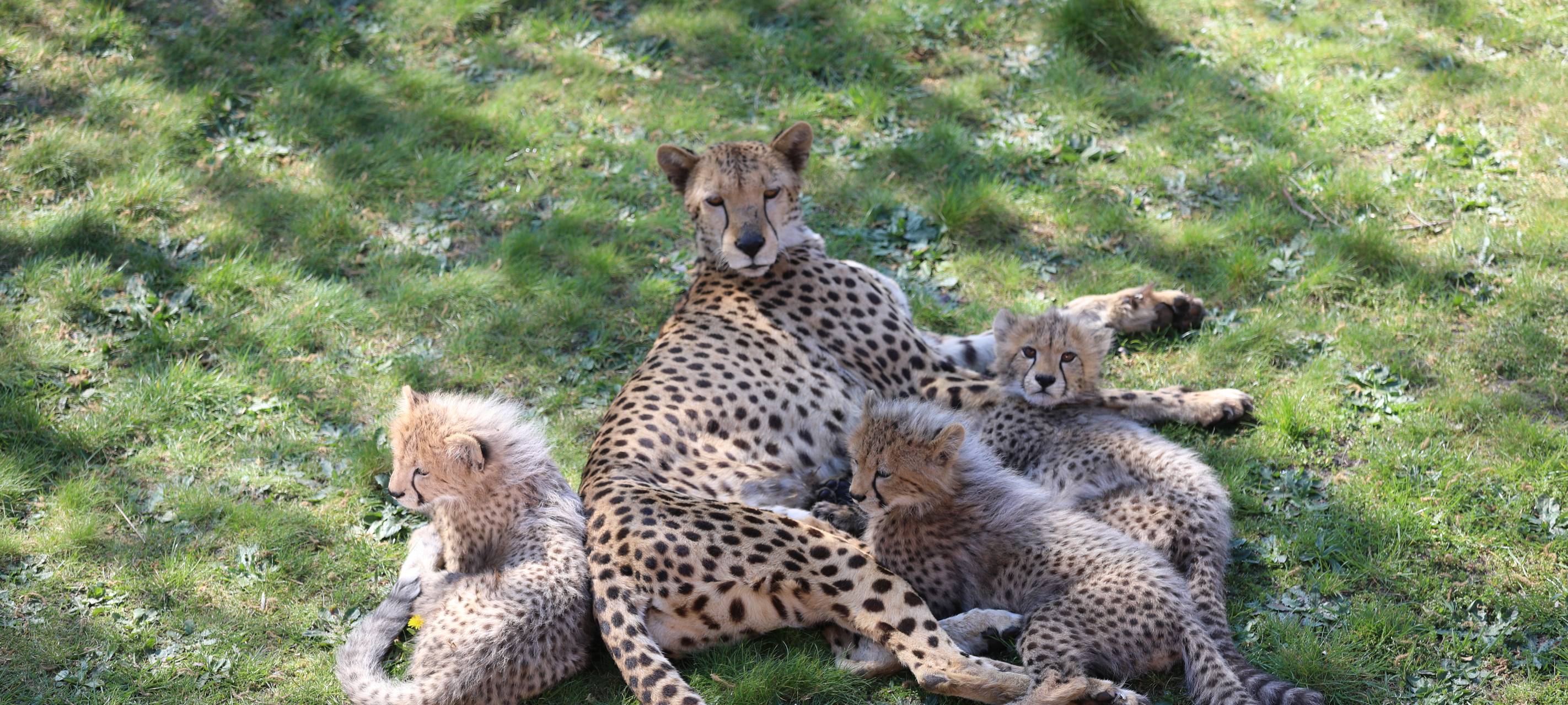 #1 Safariland Stukenbrock