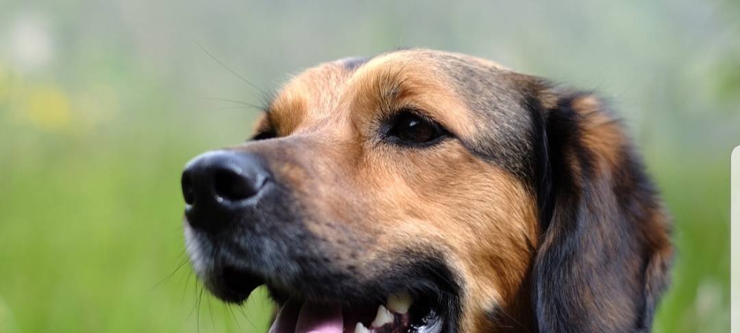 Ärger durch Hundedreck im Hammer Osten