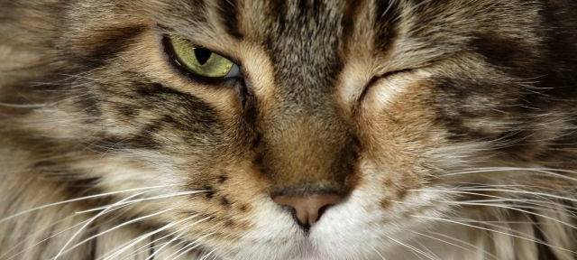 Süchtig nach Katzenvideos