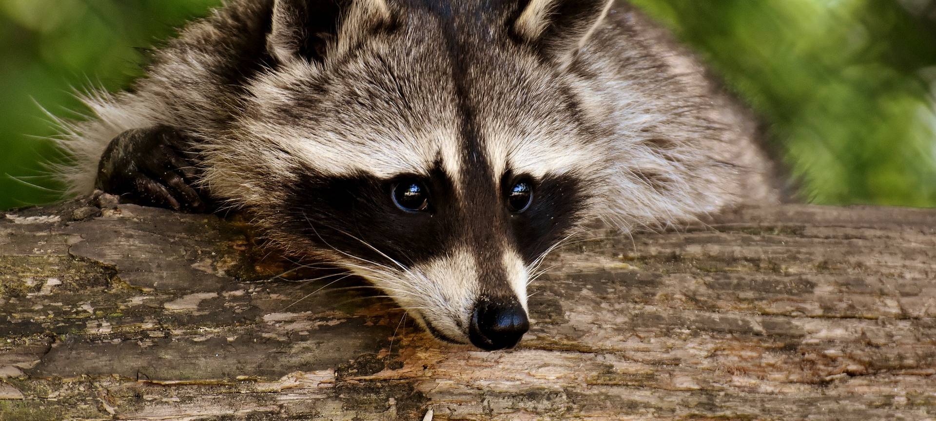 Tierärzte impfen Hunde in Hamm gegen Staupe