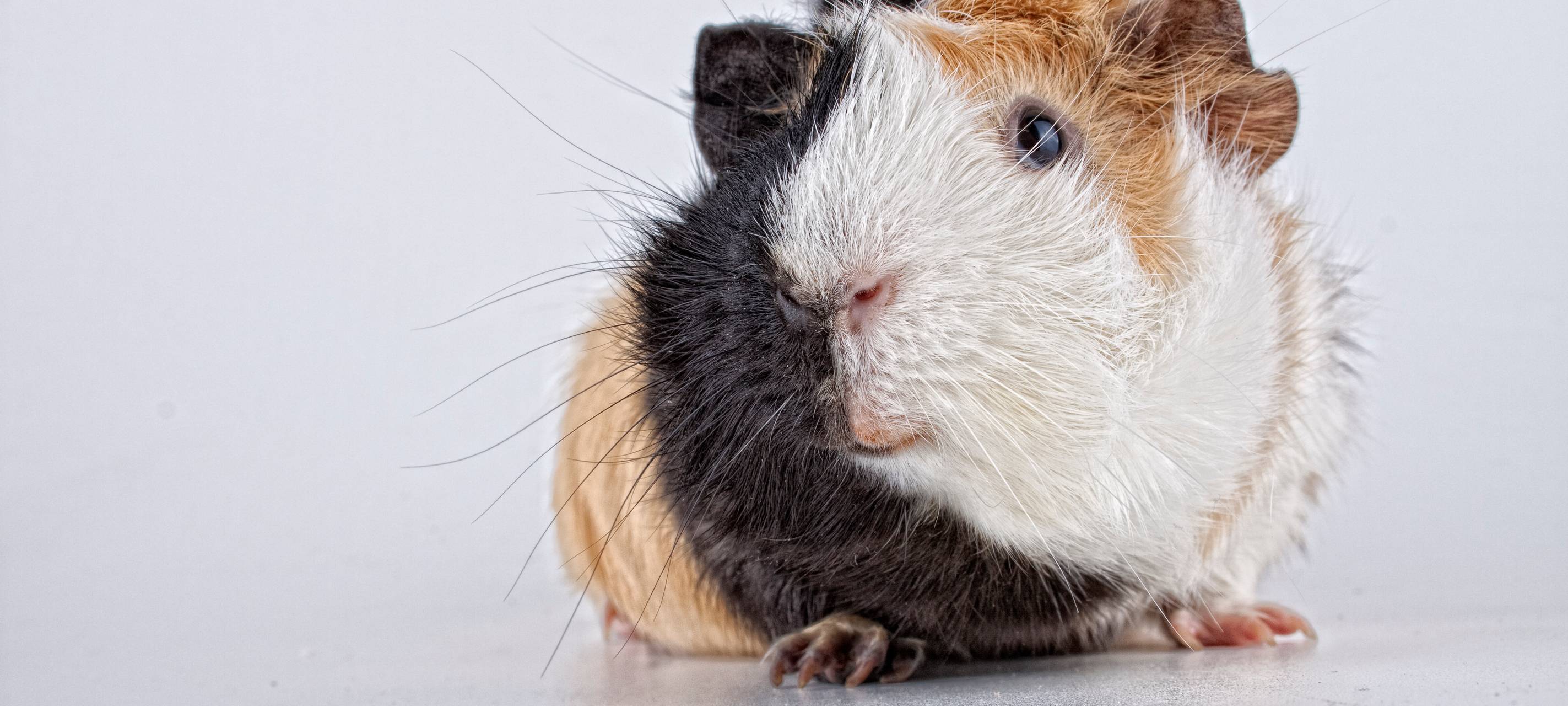 Ausgesetzte Meerschweinchen