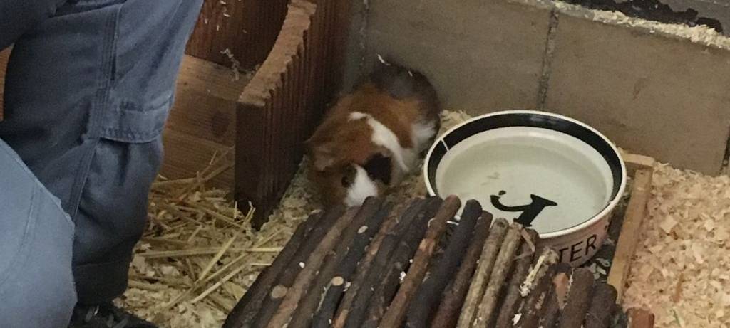 Herbst im Hammer Tierpark