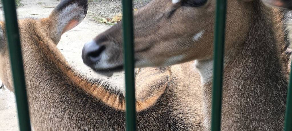 Herbst im Hammer Tierpark