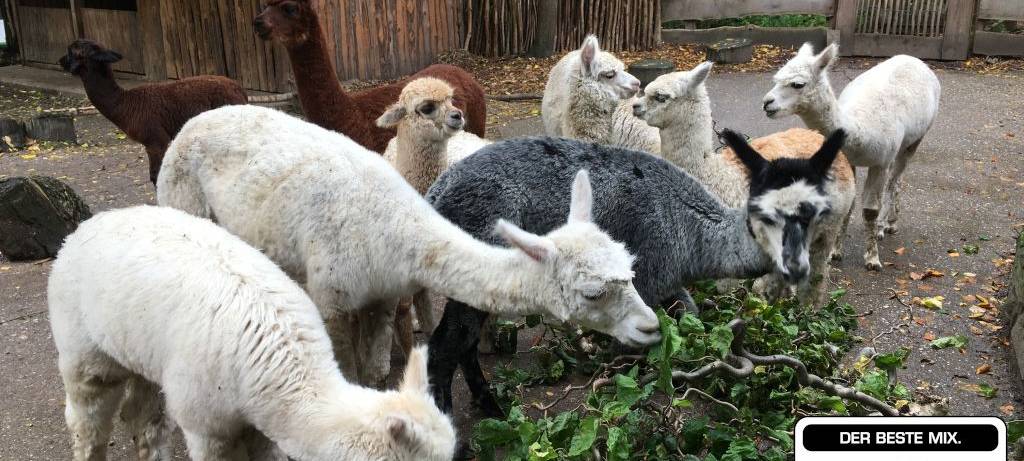 Tierischer Besuchermagnet