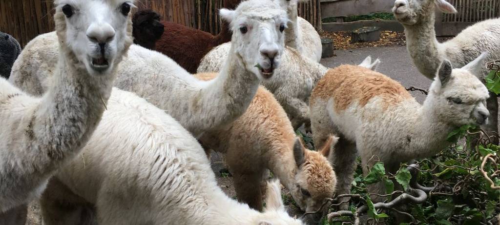 Besucheransturm im Tierpark
