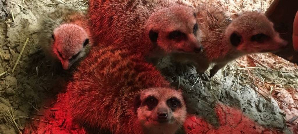 Herbst im Hammer Tierpark