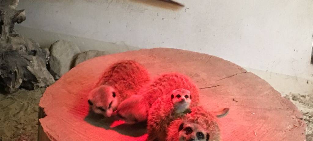 Herbst im Hammer Tierpark