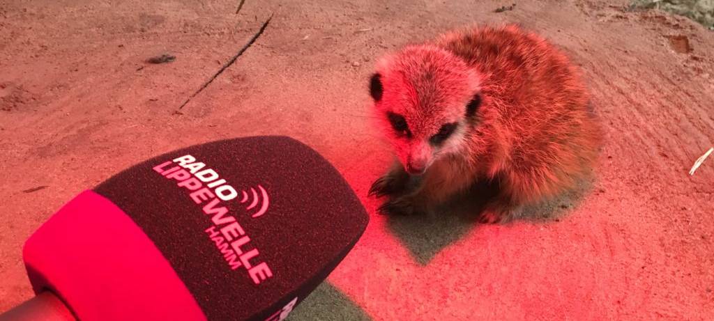 Ein Tag als Tierpfleger