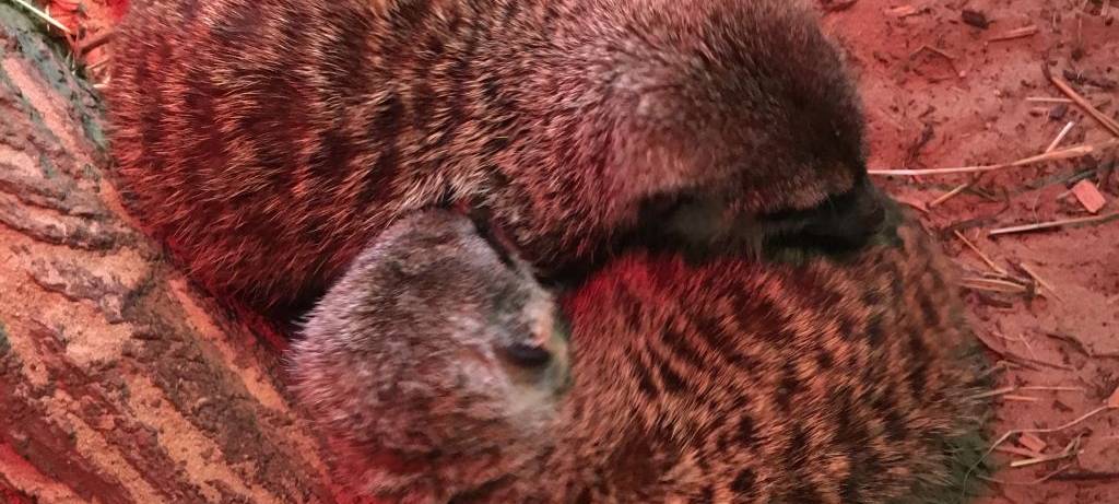 Herbst im Hammer Tierpark