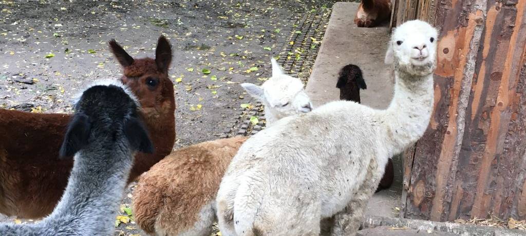 Herbst im Hammer Tierpark