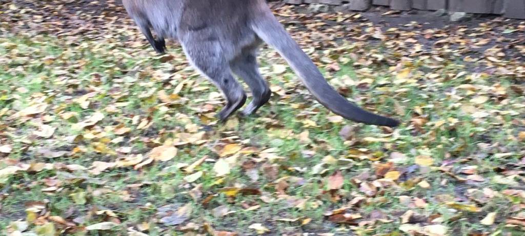 Herbst im Hammer Tierpark