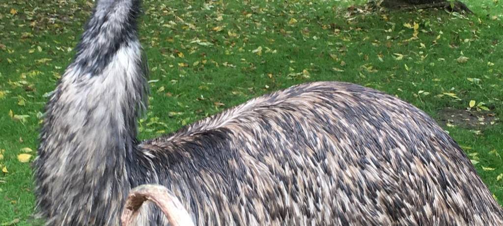 Herbst im Hammer Tierpark