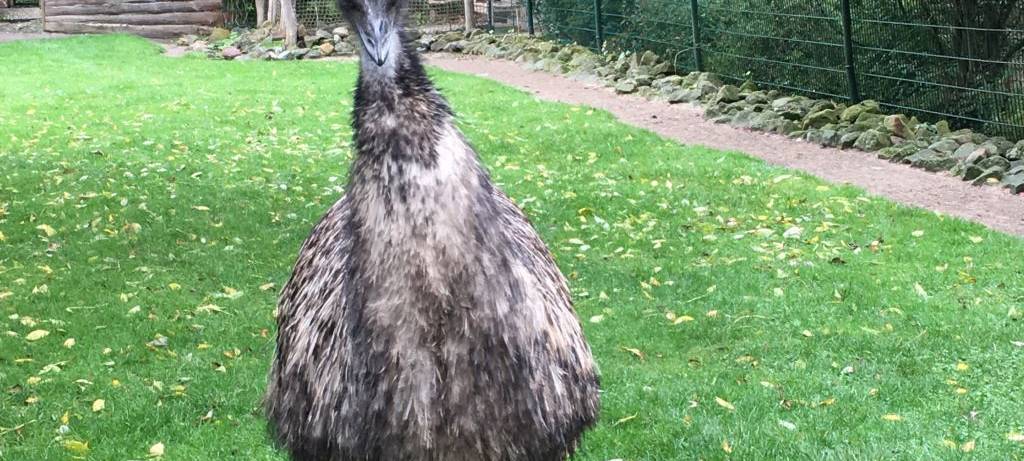 Herbst im Hammer Tierpark