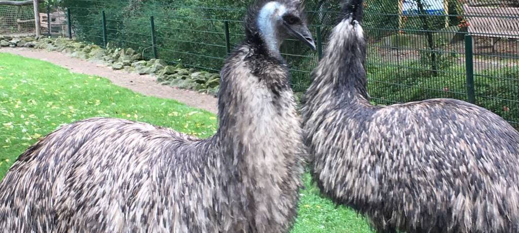 Herbst im Hammer Tierpark