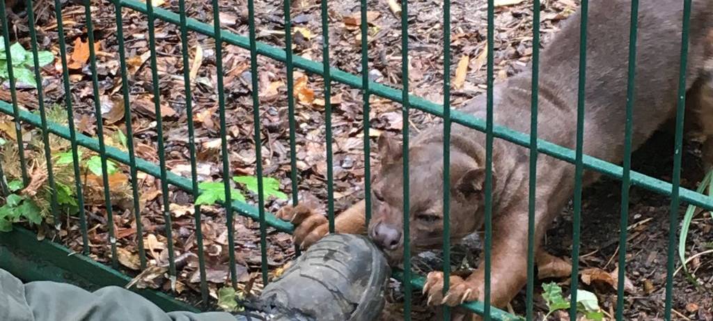 Herbst im Hammer Tierpark