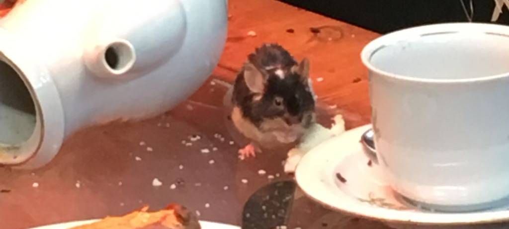 Herbst im Hammer Tierpark