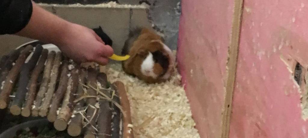 Herbst im Hammer Tierpark