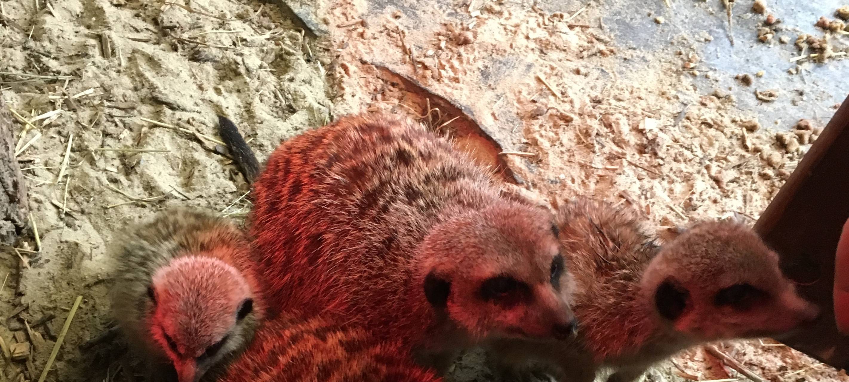 Herbst im Hammer Tierpark