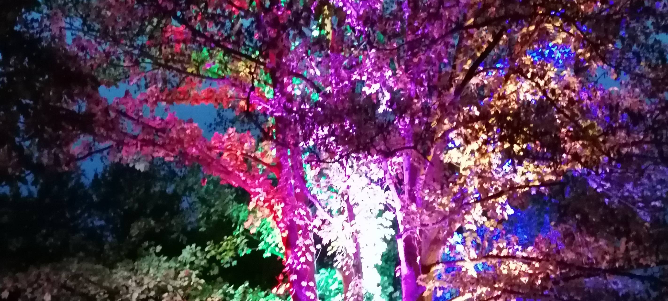 Natalie schießt das Herbstleuchten-Gewinnerfoto