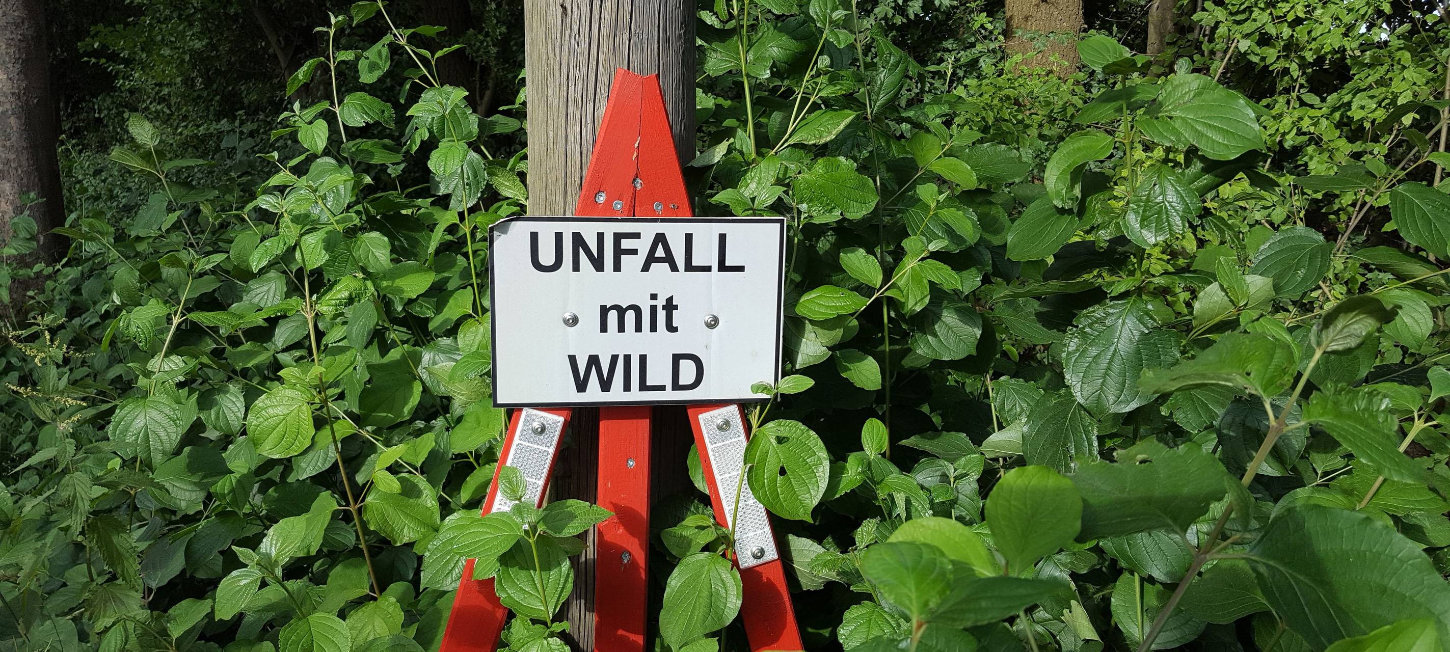 Wildunfälle in Hamm melden: Warum es wichtig ist