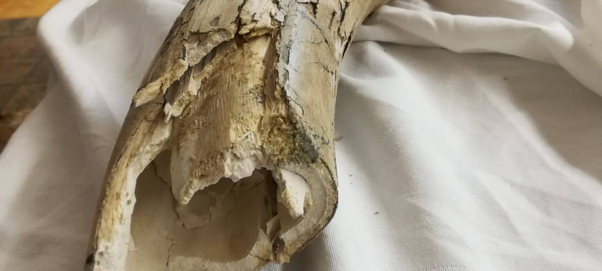 Historischer Mammutzahn auf Hammer Baustelle gefunden