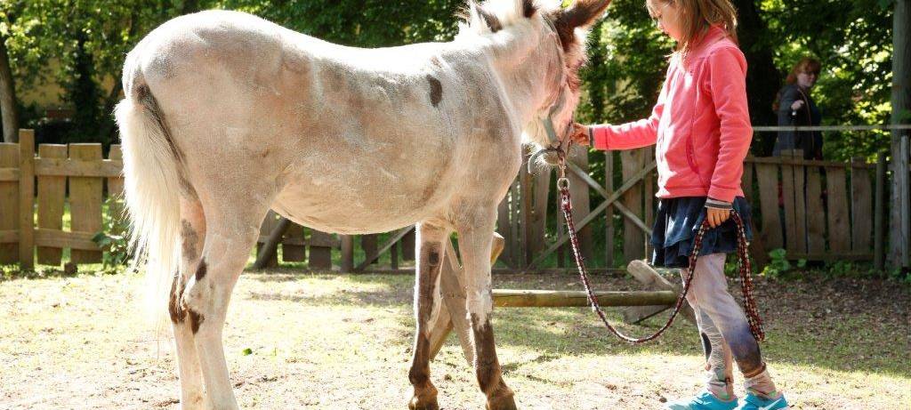 Spendenübergabe für tiergestützte Therapie