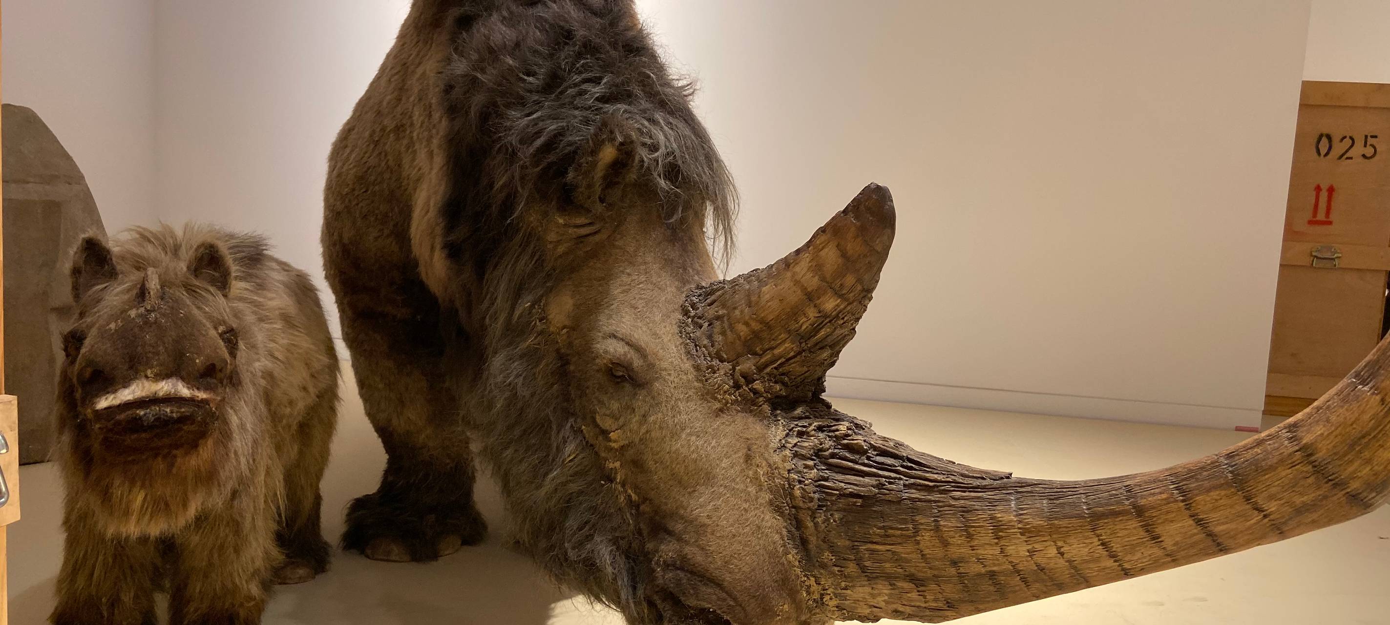 Eiszeit Safari im Museum