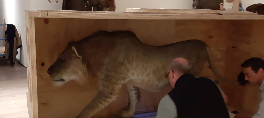 Eiszeit Safari im Museum