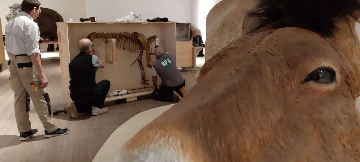 Eiszeit Safari im Museum