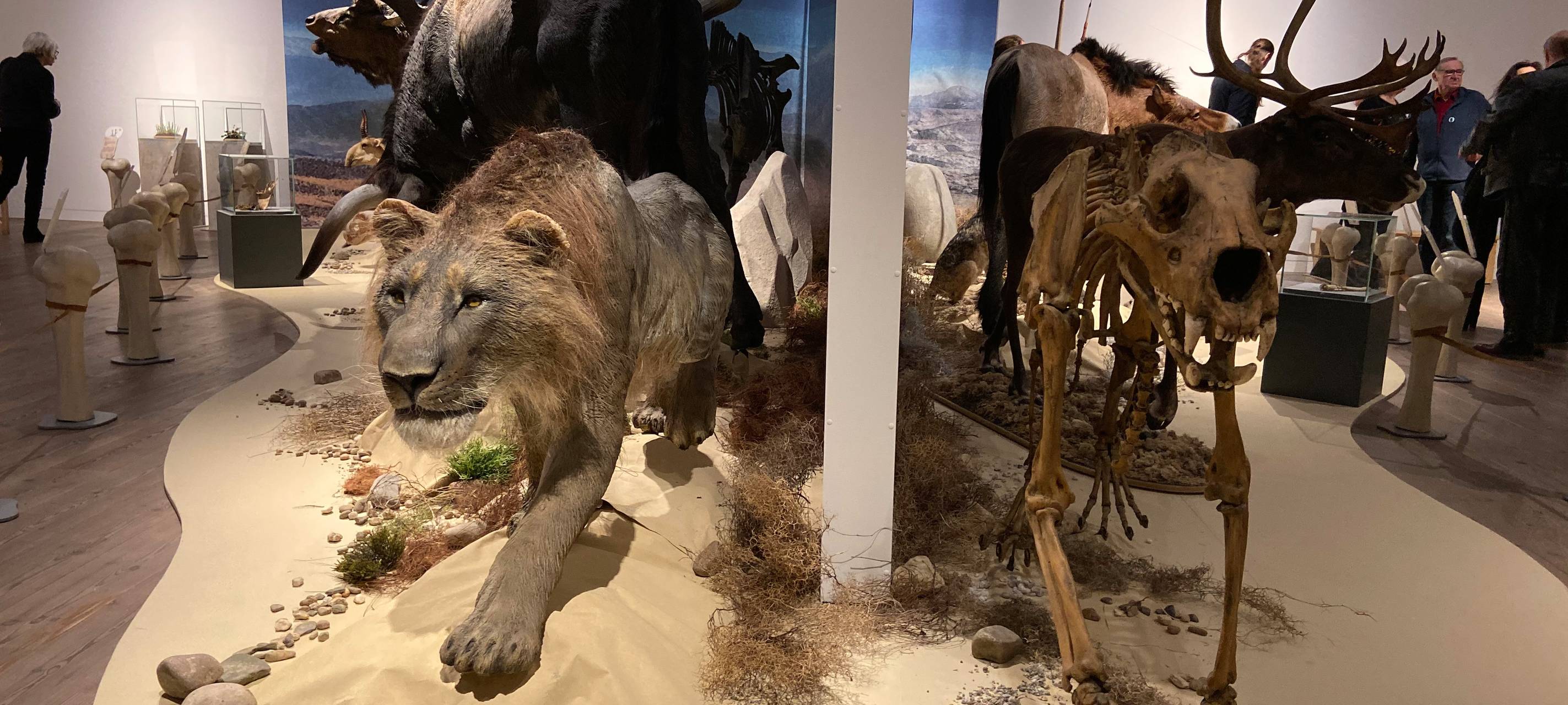 Eiszeit-Safari im Gustav-Lübcke-Museum