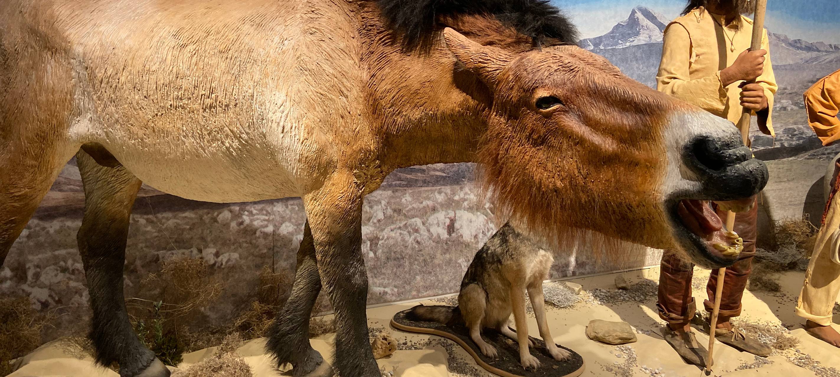 Eiszeit-Safari im Gustav-Lübcke-Museum