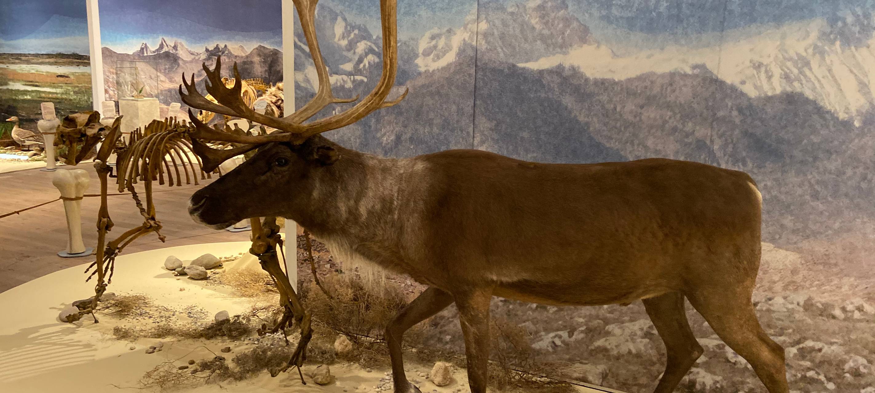 Eiszeit-Safari im Gustav-Lübcke-Museum