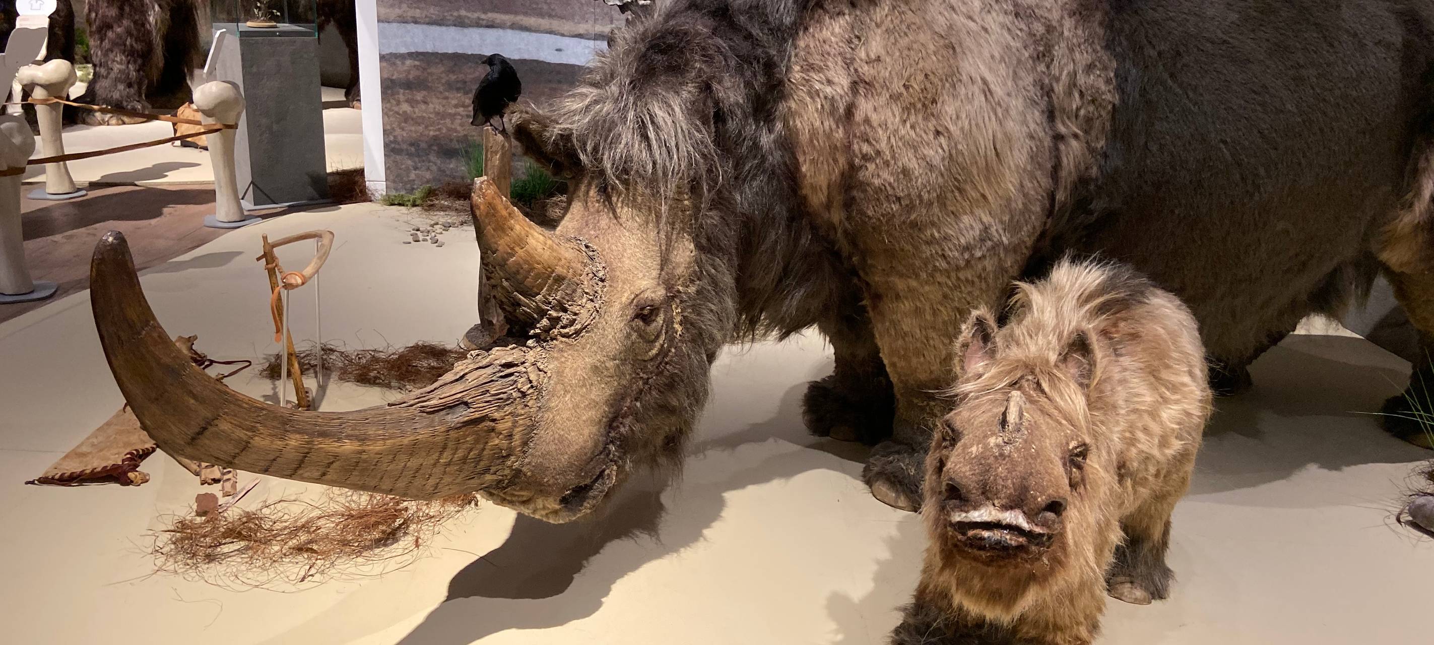 Eiszeit-Safari im Gustav-Lübcke-Museum