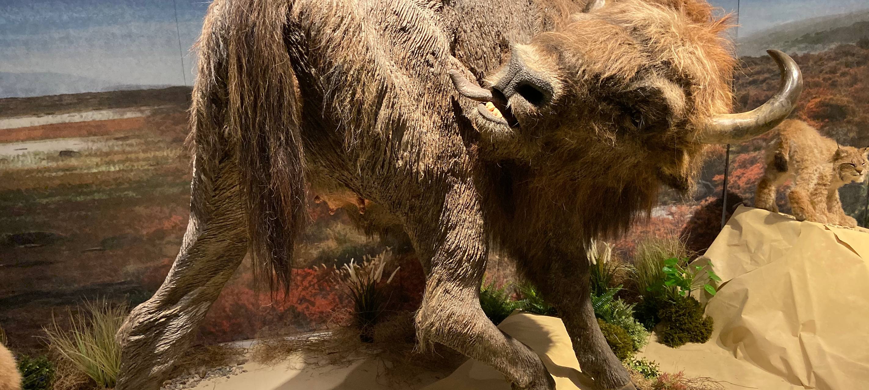 Eiszeit-Safari im Gustav-Lübcke-Museum