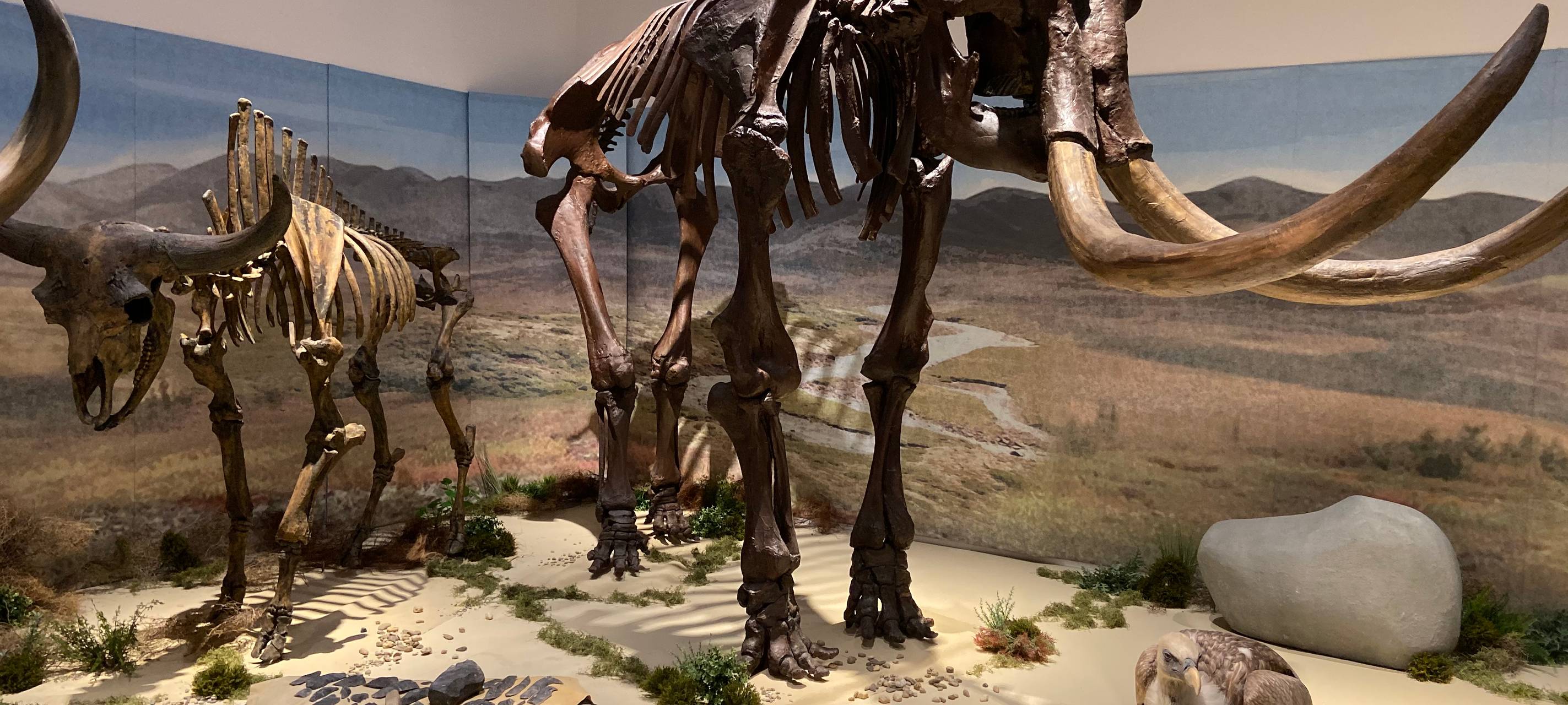 Eiszeit-Safari im Gustav-Lübcke-Museum