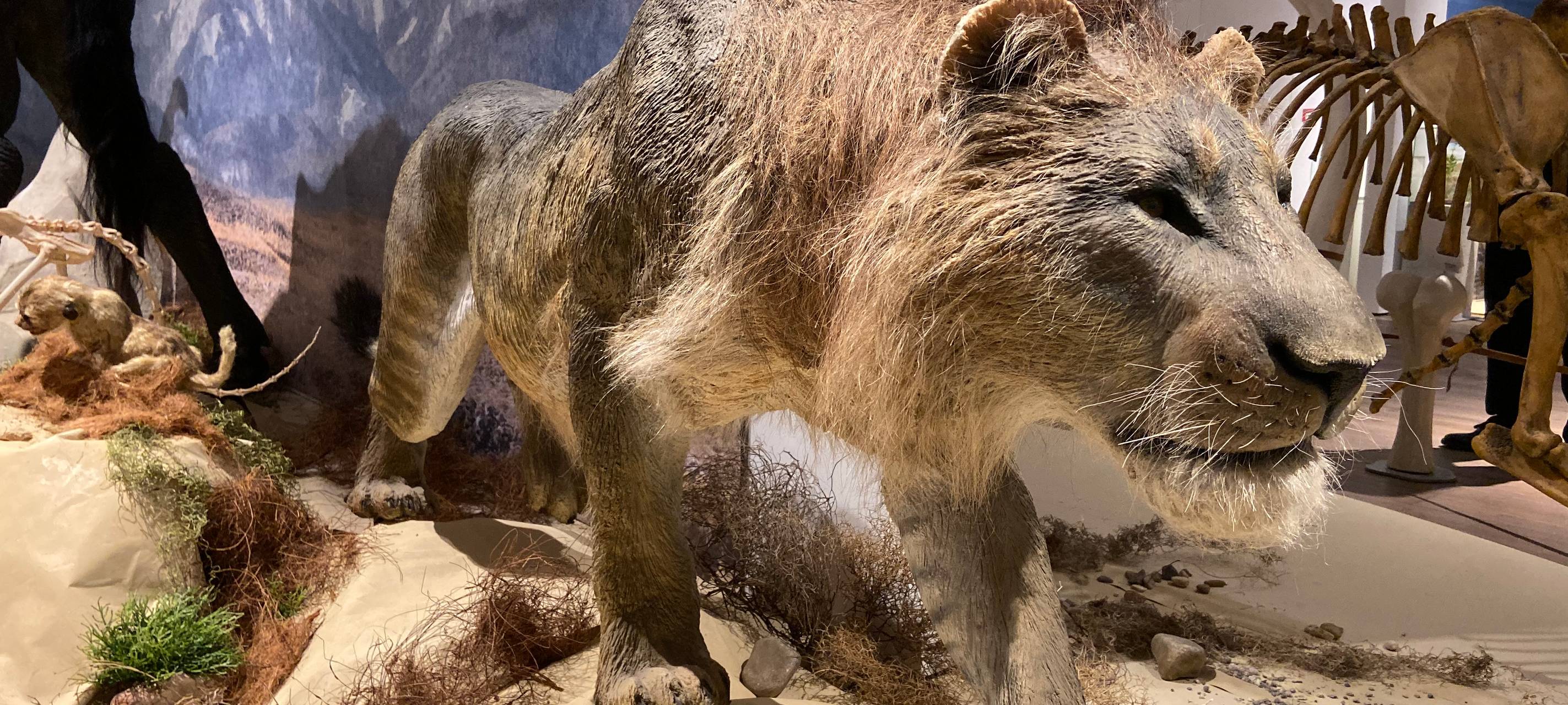 Eiszeit-Safari im Gustav-Lübcke-Museum