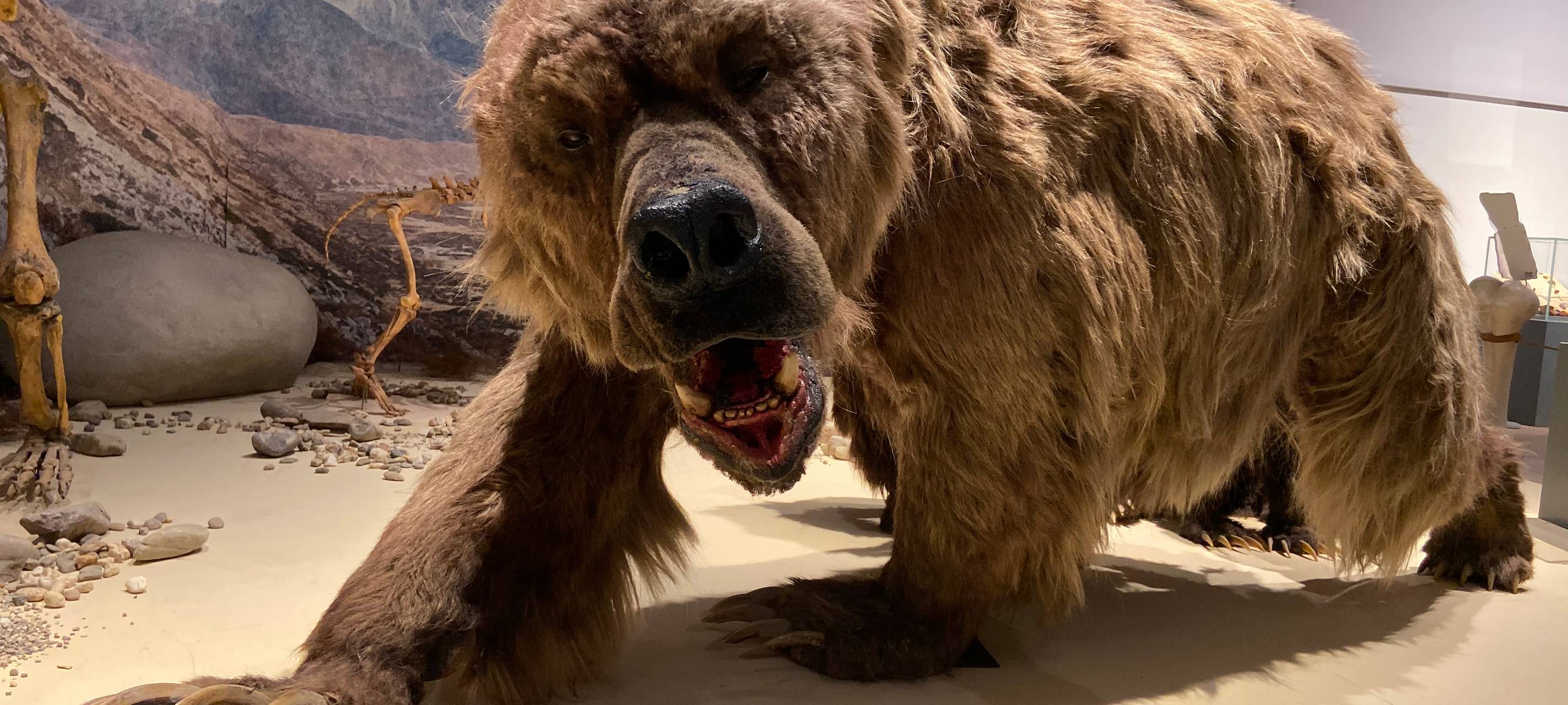 Eiszeit-Safari im Gustav-Lübcke-Museum