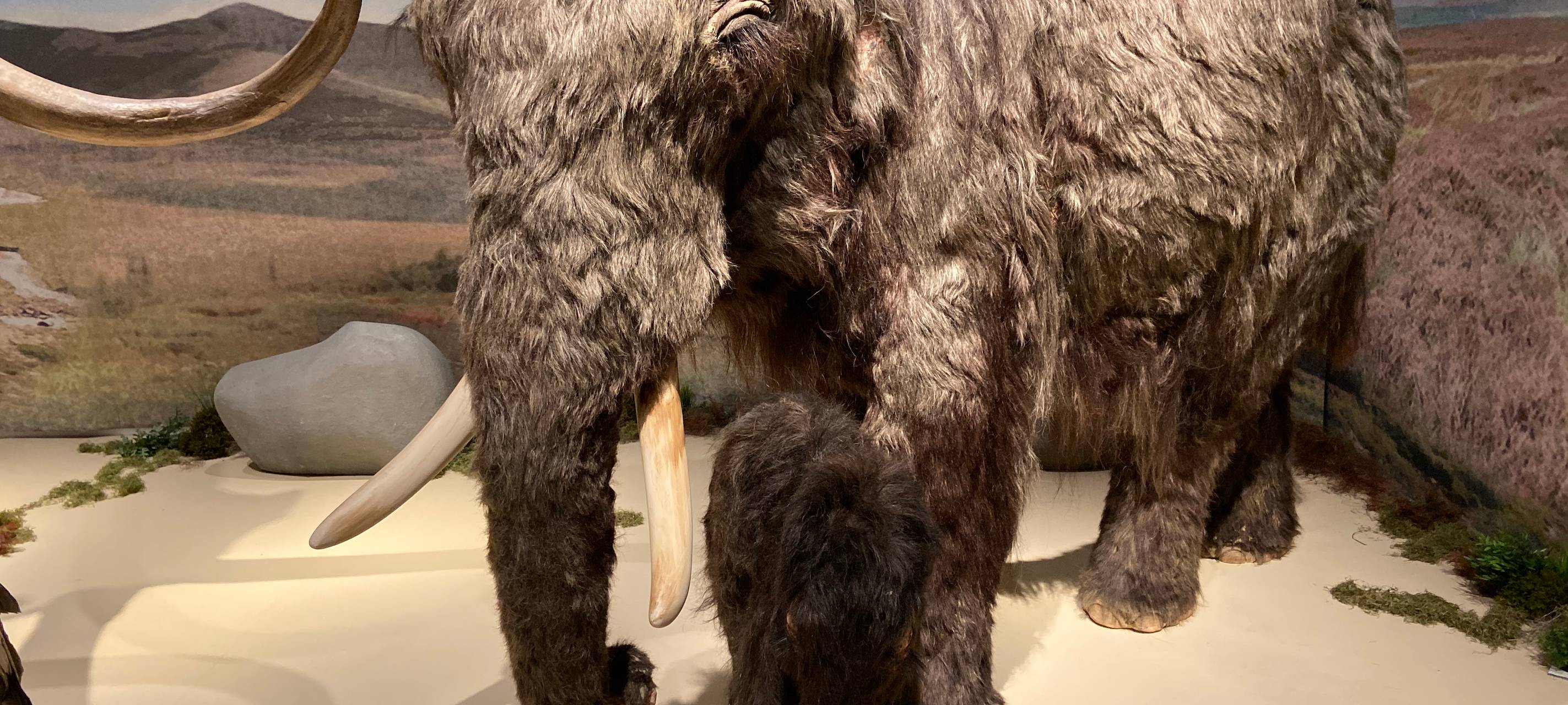 Eiszeit-Safari im Gustav-Lübcke-Museum