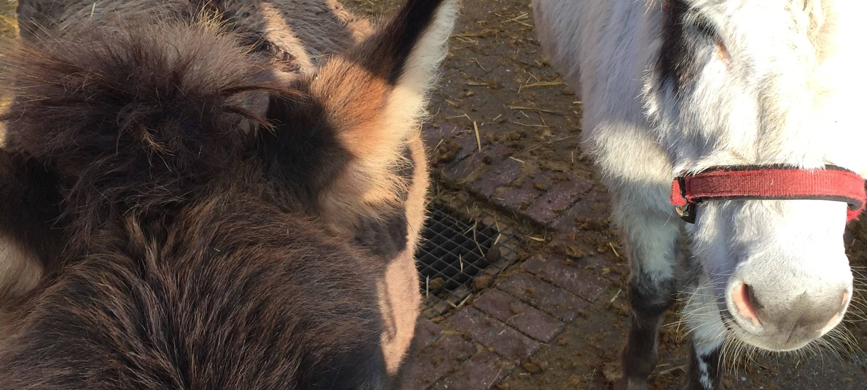 Hammer Ergebnis für Lichtblicke