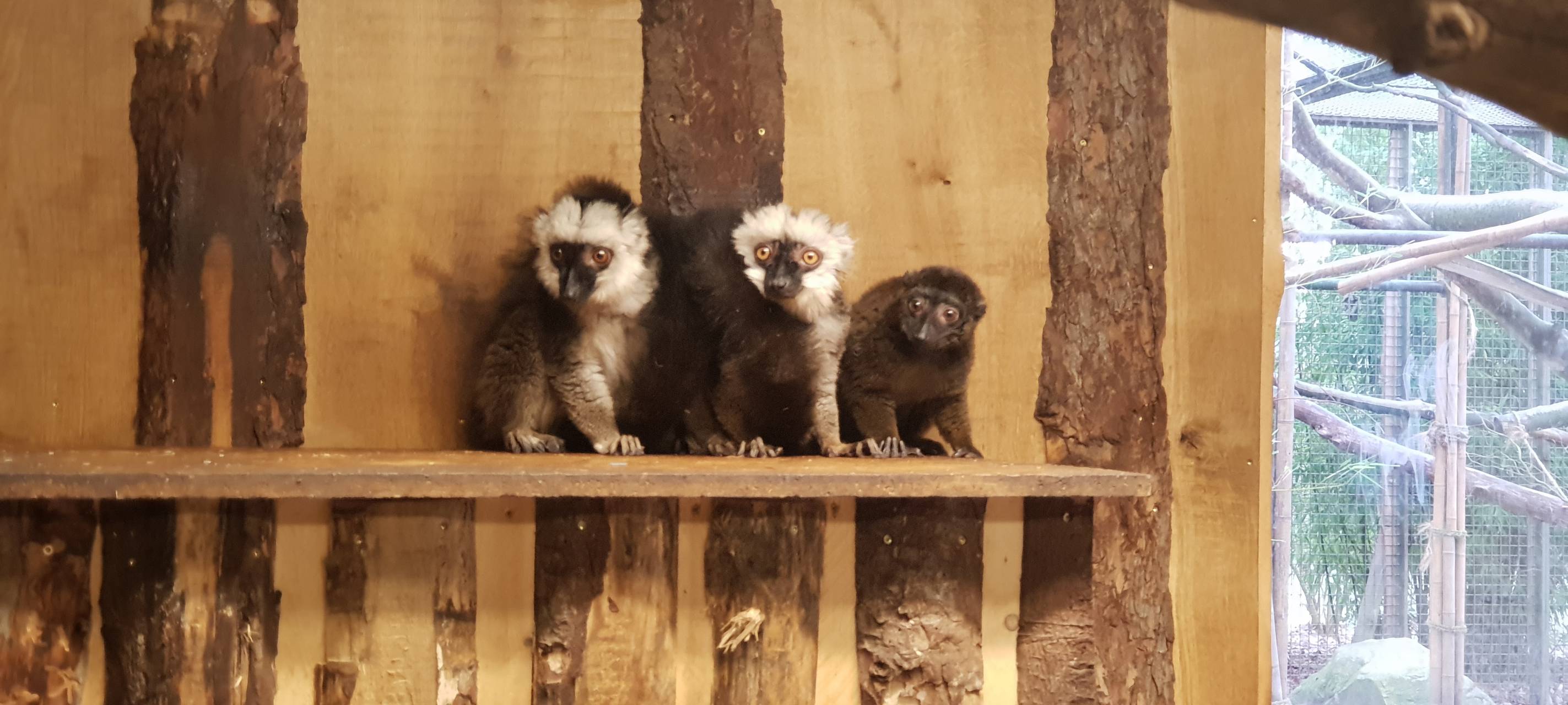 Wieder mehr Besucher im Tierpark erlaubt