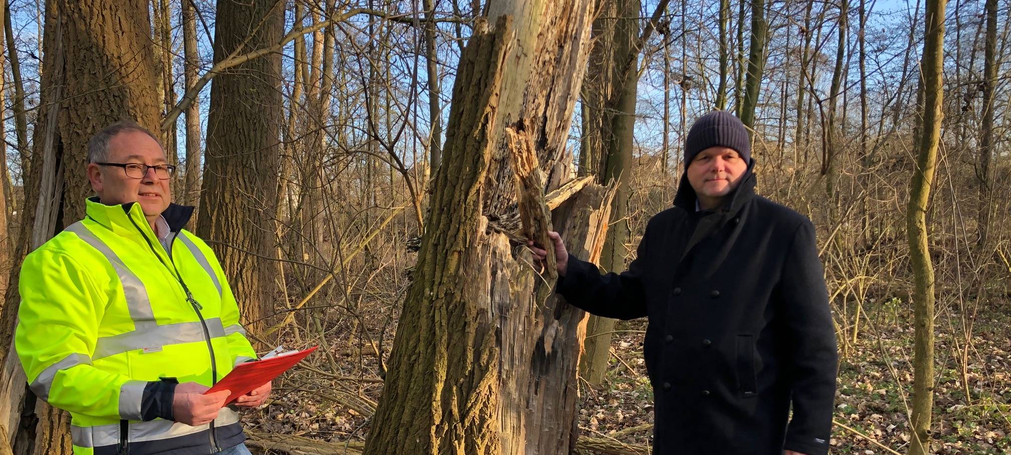 40 Bäume werden gefällt